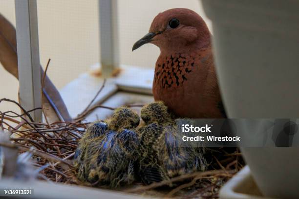 Closeup Shot Of A Dove With Little Doves In The Nest Stock Photo - Download Image Now