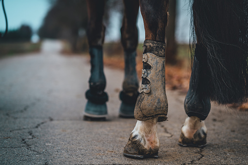 A selective focus shot of horse hooves on a country road with soiled boots