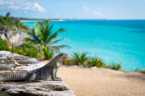 A black spiny-tailed iguana near the Tulum Archaeological Zone in Mexico