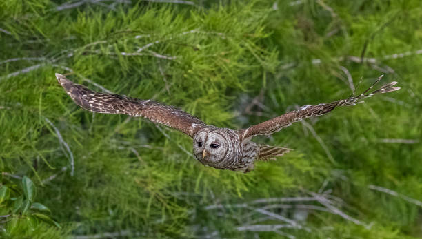 istock Barred owlet captured in a fligh 1436914272