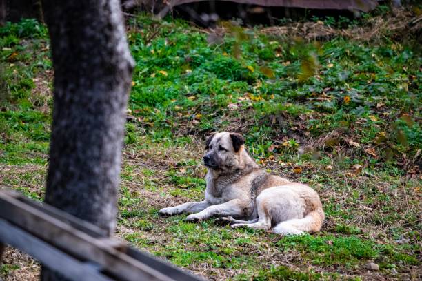 istock Selective focus shot of an Anatolian Shepherd Dog 1436914491