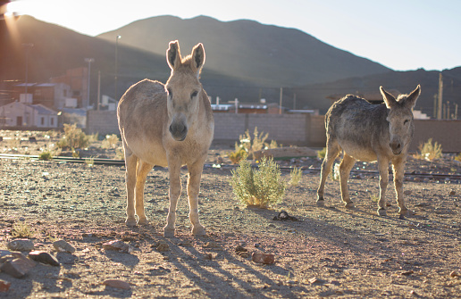 A closeup of two donkeys near a rural area.