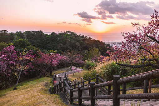 The beautiful view of the park with sakura. Cherry blossoms, Okinawa, Japan.