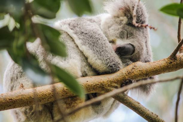 istock Closeup of an adorable gray koala sleeping on the tree 1436914718