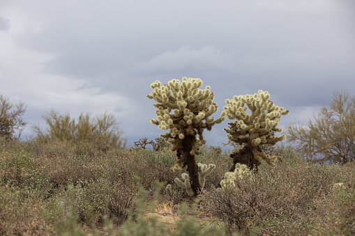 Joshua Tree national park, California, USA - one of bigger and famous desert nature and wildlife reserve areas in the USA. Part of the Mojave desert. Have the name from the iconic plant Joshua Tree - Yucca brevifolia.