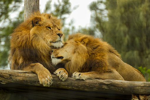 A cute photo of two brother lions hugging each other in Melbourne zoo