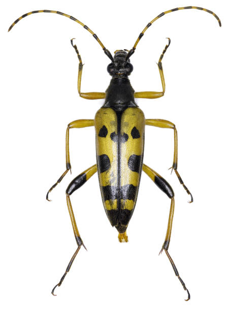 istock Rutpela maculata beetle specimen 1436914997
