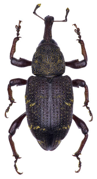 istock Hylobius abietis beetle specimen 1436915076