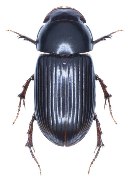 istock Aphodius rufipes beetle specimen 1436915084