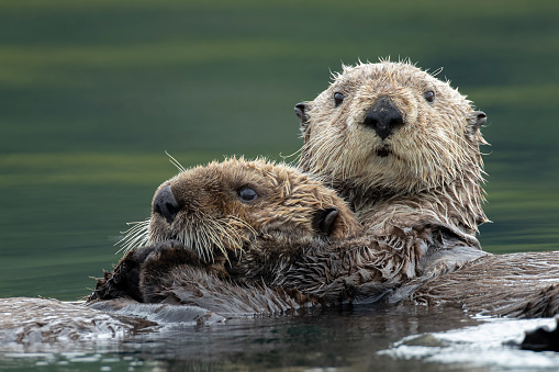 A selective focus shot of two sea otters hugging each other in the lake