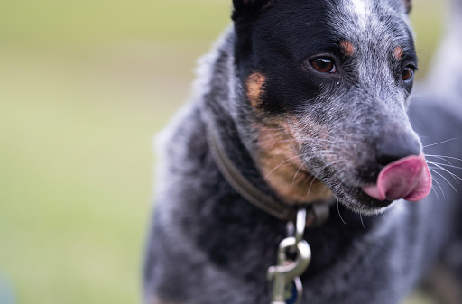 A portrait of a cute dog licking its nose