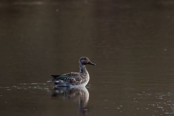 istock Selective focus shot of a duck in a pond 1436915370