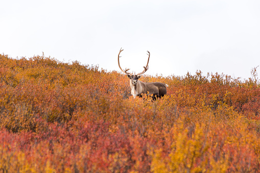 A moose in nature overlooking gorgeous Norwegian landscape.