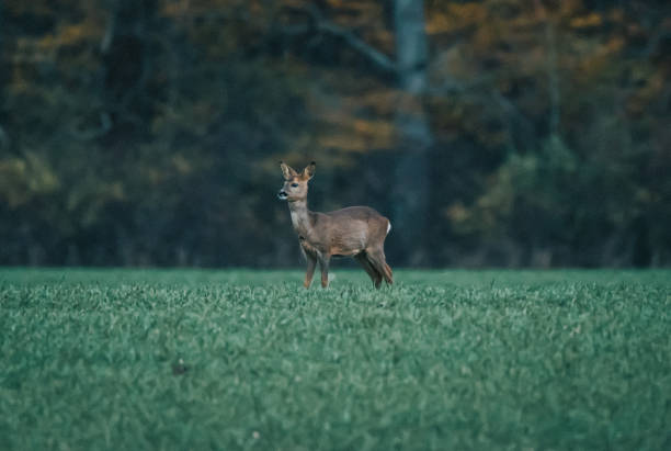 istock Beautiful view of a roe deer in a field 1436915891