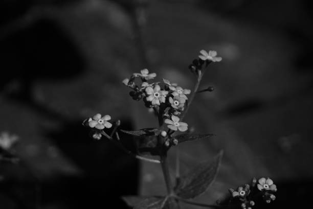 A black and white closeup of forget-me-nots (Myosotis)