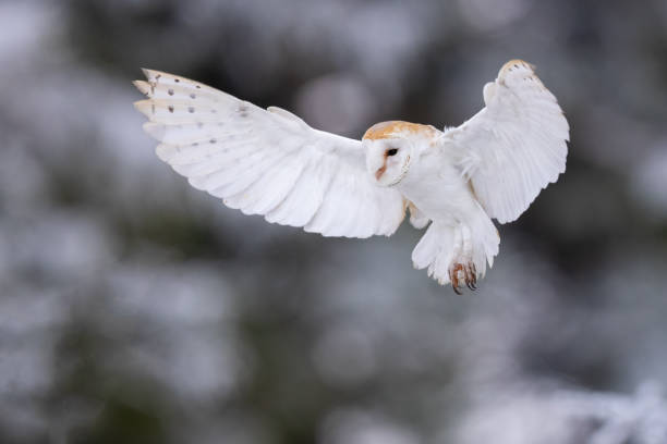 istock Selective focus of a flying white owl against a blurred background 1436916343