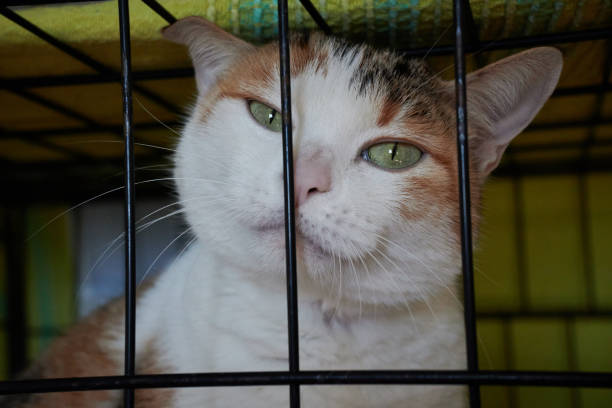 istock Closeup of a sad cat in a cage 1436916511