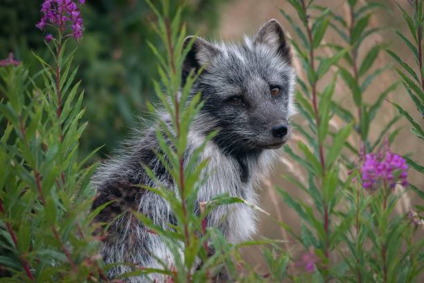 istock Arctic fox in the flowering field 1436916528