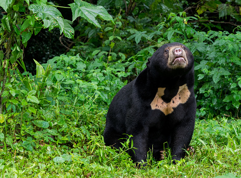 A view of a beautiful Sun bear in a forest