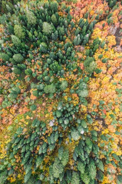 istock Aerial view of fall foliage in Utah 1436916958