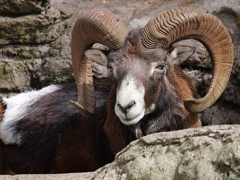 A closeup of a beautiful European mouflon in nature looking at a camera