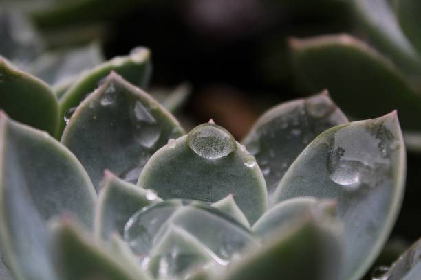 istock Succulent plant covered by raindrops, close-up 1436917195