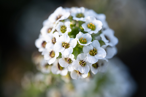 Edelweiss mountain flower