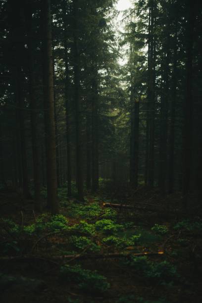 istock Beautiful scenery of green lush forest view, vertical 1436917349