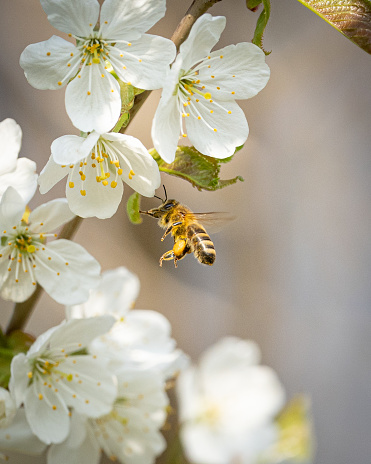Wild cherry blossoms with a bee coming around under the sunlight