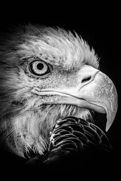 istock Grayscale shot of an eagle face isolated on dark background 1436918017