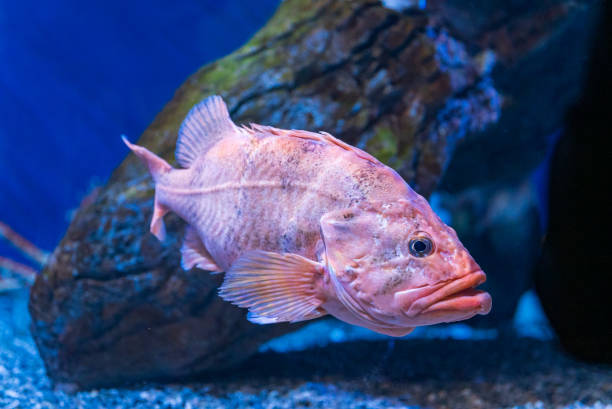 istock Rougheye rockfish swimming underwater 1436918162
