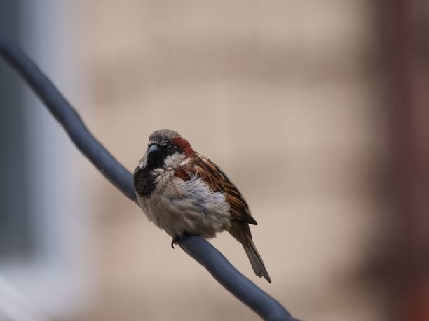 istock Small house sparrow (Passer domesticus) resting on a wire on the blurred background 1436918230
