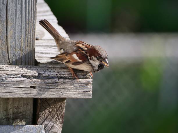 istock Small house sparrow (Passer domesticus) resting on a wooden surface on the blurred background 1436918244