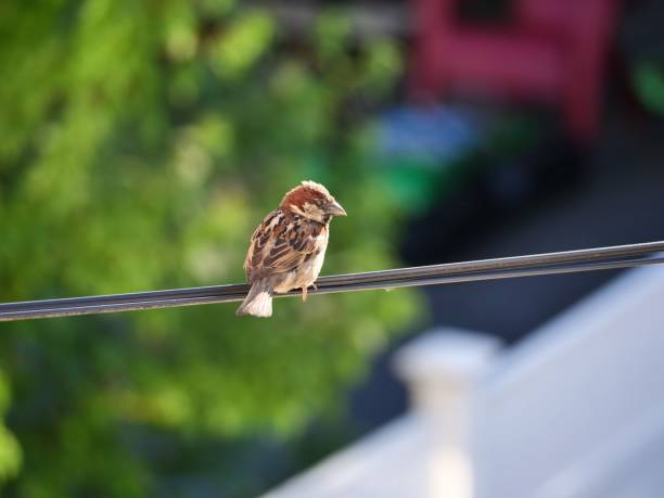 istock Small house sparrow (Passer domesticus) resting on a wire on the blurred background 1436918257