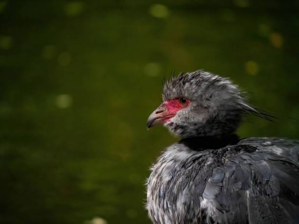 Portrait of a cute Southern screamer (Chauna torquata) near the pond A portrait of a cute Southern screamer (Chauna torquata) near the pond sweet southern screamer stock pictures, royalty-free photos & images