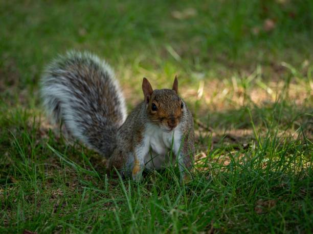 istock Selective focus shot of an Eastern gray squirrel 1436918513