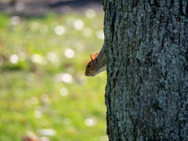 istock Closeup shot of an eastern gray squirrel perched on a tree trunk in the park 1436918558