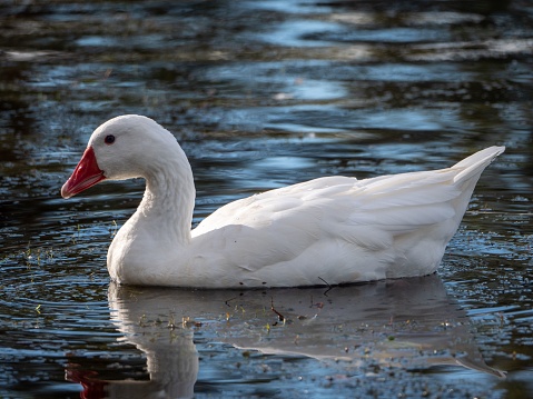 A closeup of a white geese swimming in the reflective lake on a sunny day
