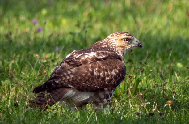 istock Selective focus shot of a Red-tailed hawk in a grass field 1436918611