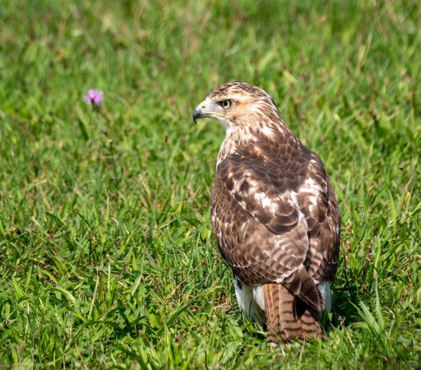 istock Selective focus shot of a Red-tailed hawk in a grass field 1436918616