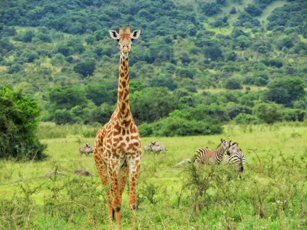 Giraffe in Akagera National Park in Rwanda, Africa A giraffe in Akagera National Park in Rwanda, Africa akagera national park stock pictures, royalty-free photos & images