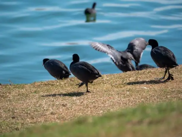 A group of Eurasian coots perching on a dry field on the shore of the lake