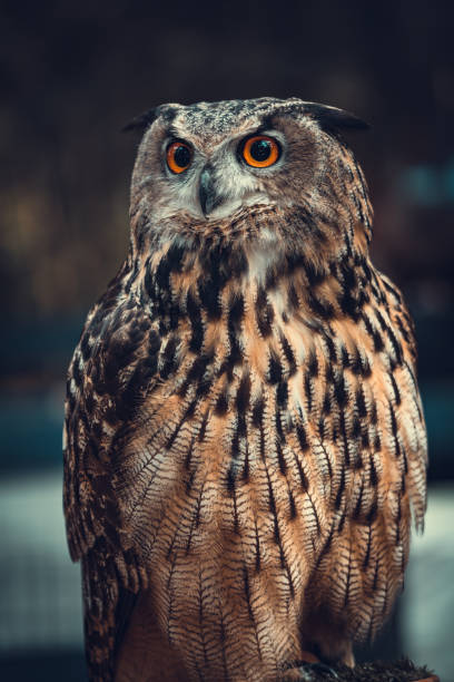 istock Vertical closeup shot of an owl 1436918756