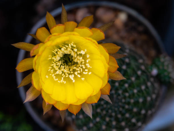 istock White Pollens Surrounded The Orange Cactus Flower 1436919492
