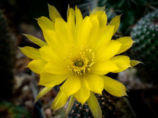 istock White Pollens Surrounded The Orange Cactus Flower 1436920087