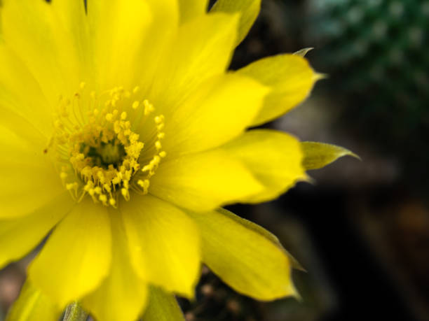 istock White Pollens Surrounded The Orange Cactus Flower 1436920113
