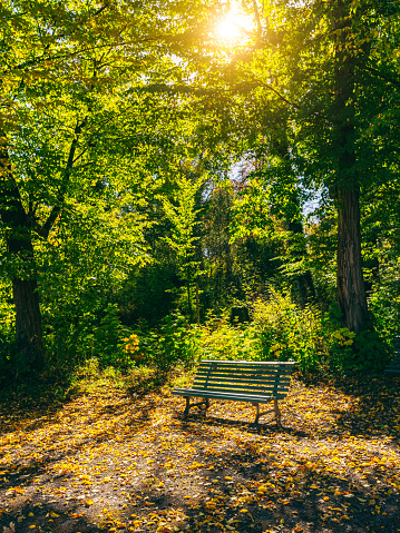 Beautiful Autumnal park with bench