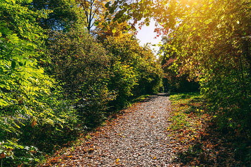 Empty path in autumn Park against sun