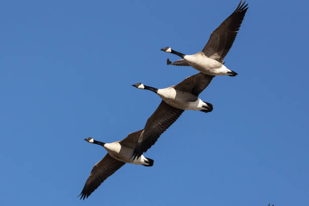 istock Low angle shot of three Canada geese flying in the sky 1436921034