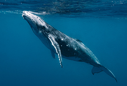 Primer plano de una ballena jorobada bajo el mar photo